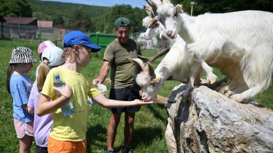 Deti v detskom tábore kŕmia kozy za ohradou.