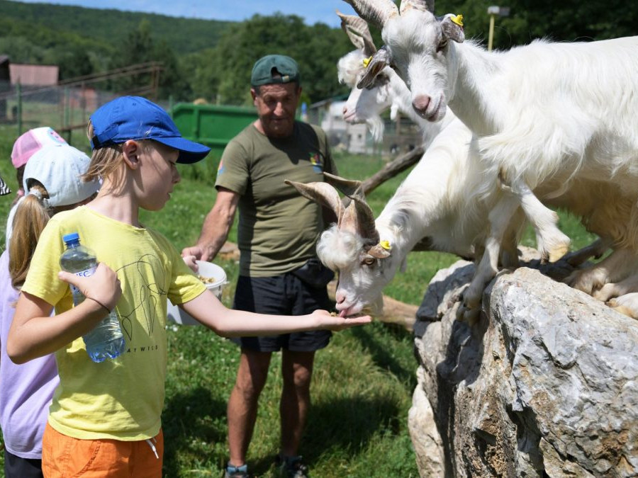 Deti v detskom tábore kŕmia kozy za ohradou.