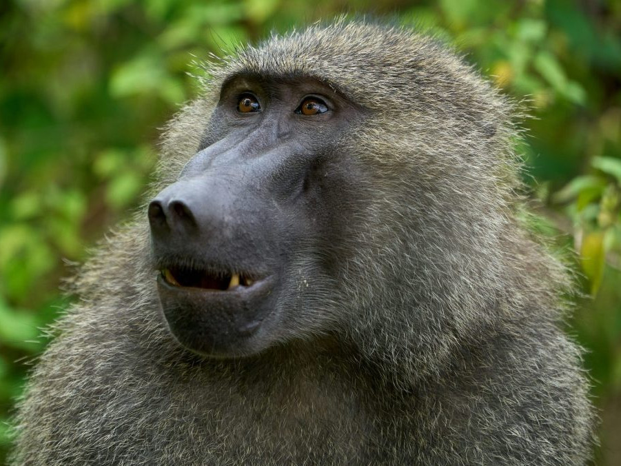 Ilustračná snímka paviána.