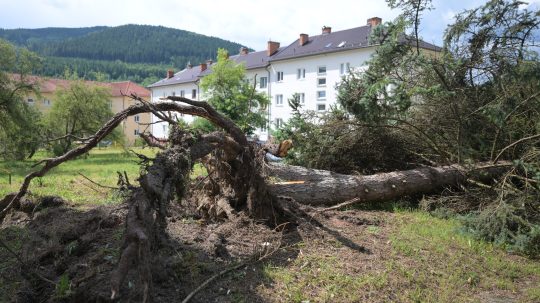 Na snímke vyvrátený strom v meste Gelnica po veternej smršti.