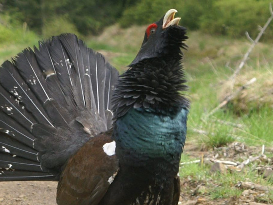 Na ilustračnej snímke tetrov hlucháň.