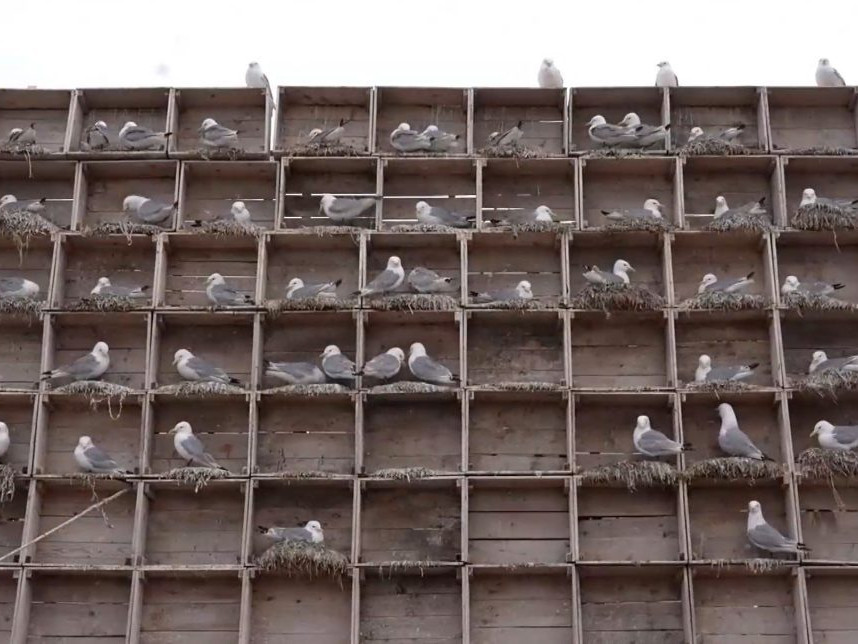 Na snímke hotel pre čajky.