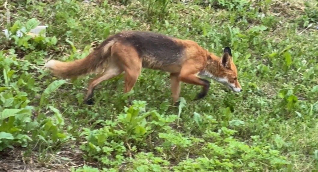 Prešovské sídliská navštevujú líšky. Zvieratá strácajú plachosť, môžu prenášať besnotu