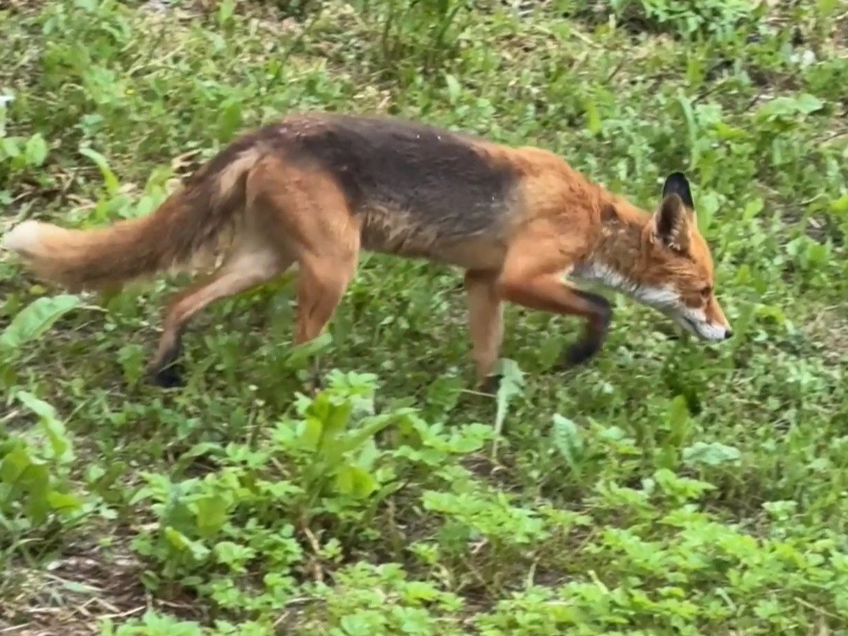 Obyvatelia Prešova hovoria, že líšky sa neboja a strácajú plachosť.