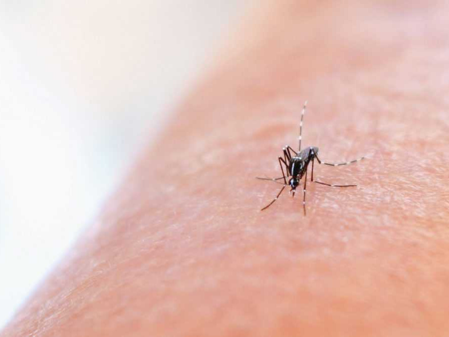 Na snímke je komár na ľudskej ruke.