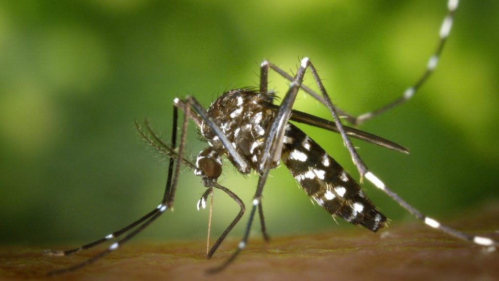 Nebezpečný komár tigrovaný sa na Slovensku už udomácnil a jeho počet narastá, upozorňuje odborníčka