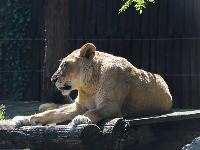 Na snímke levica Jawa.