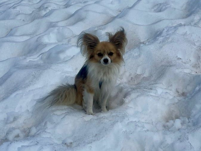 Na snímke je malý pes v snehu.