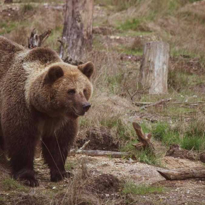 Od začiatku roka na Slovensku ubudlo takmer 80 medveďov