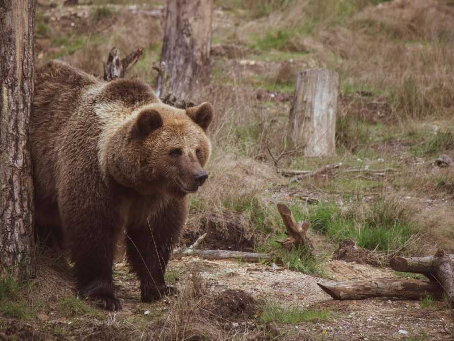 Na ilustračnej snímke medveď hnedý.