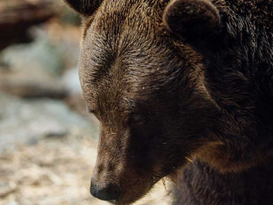 Na ilustračnej snímke medveď hnedý.