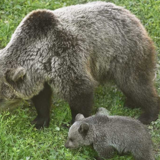 V obci pri Vranove nad Topľou sa pohybuje medvedica s mláďatami, situáciu monitoruje zásahový tím