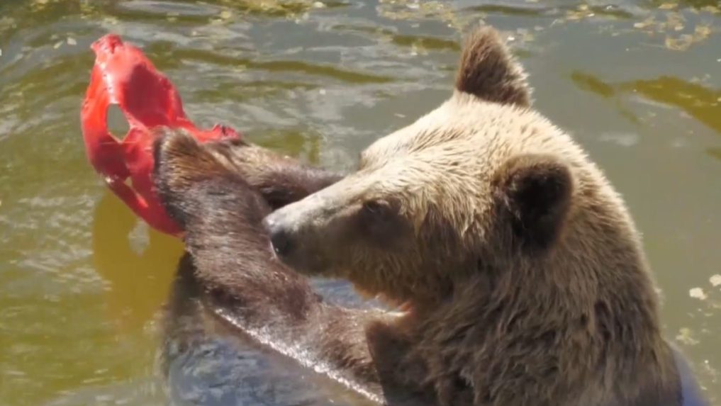 Na snímke medveď v bojnickej ZOO.
