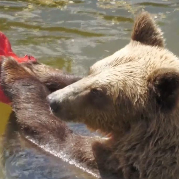 Na snímke medveď v bojnickej ZOO.