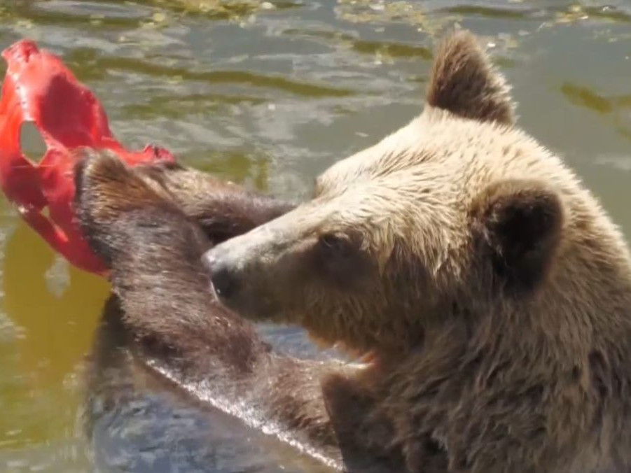 Na snímke medveď v bojnickej ZOO.