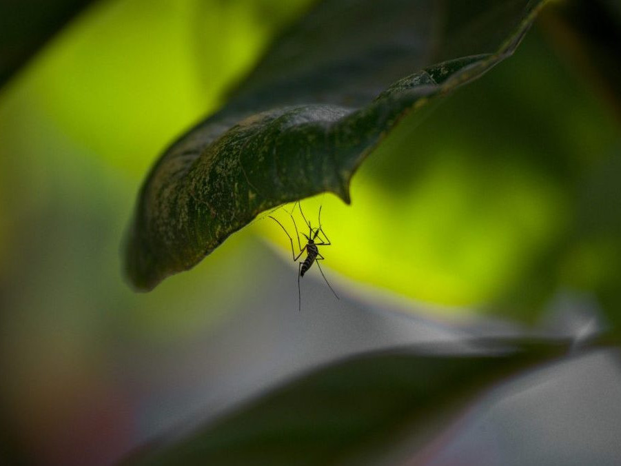 Ilustračná snímka komára.