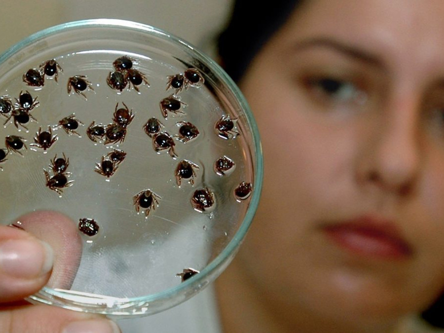 Na snímke vedecká pracovníčka prezentuje verejnosti kliešte - pijaky lužné na ukážkach praktickej parazitológie.