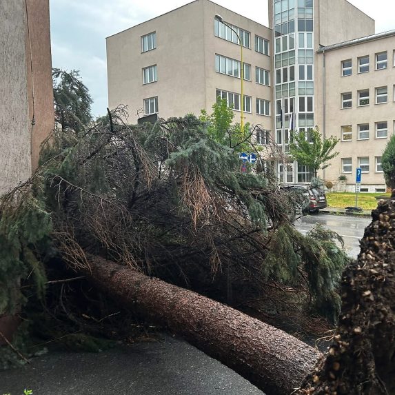 Vyvrátený strom v Prešove.