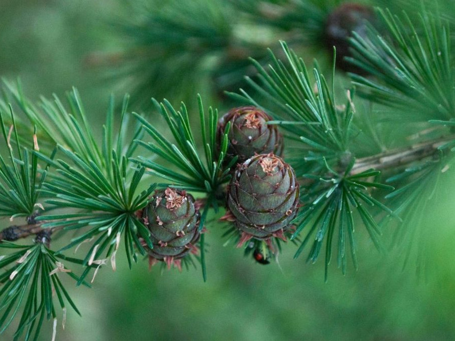 Vošky spôsobujú vysychanie smrekovca opadavého v Tatrách, upozorňujú aktivisti. Podľa Správy TANAP-u nejde o novinku