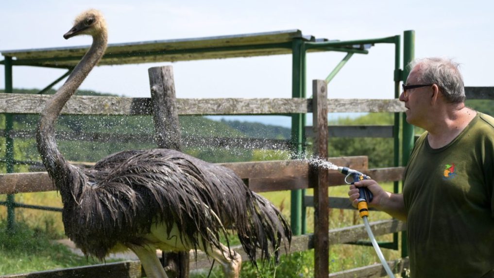 Horúčavy netrápia len ľudí, ale aj zvieratá. V košickej ZOO začali so špeciálnou starostlivosťou