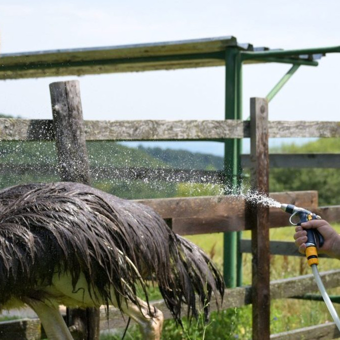 Horúčavy netrápia len ľudí, ale aj zvieratá. V košickej ZOO začali so špeciálnou starostlivosťou