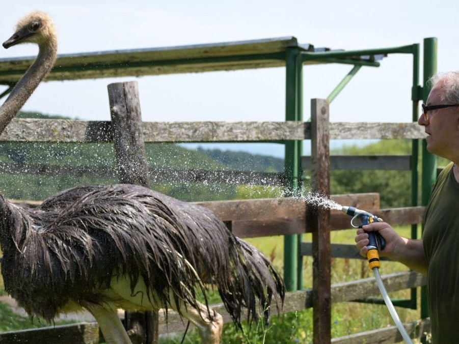 Pštros dvojprstý počas sprchovania v ZOO Košice.