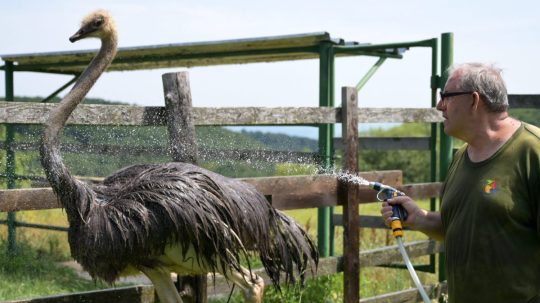 Pštros dvojprstý počas sprchovania v ZOO Košice.