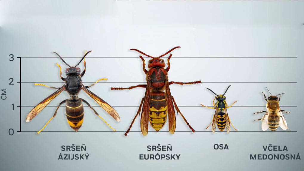 Porovnanie srÃ…Â¡Ã…Âˆa ÃƒÂ¡zijskÃƒÂ©ho, srÃ…Â¡Ã…Âˆa eurÃƒÂ³pskeho, osy a vÃ„Âely medonosnej.