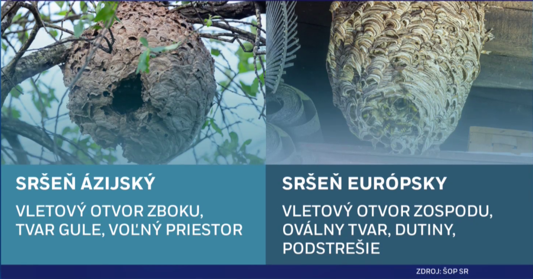 Porovnanie hniezda srÃ…Â¡Ã…Âˆa ÃƒÂ¡zijskÃƒÂ©ho a srÃ…Â¡Ã…Âˆa eurÃƒÂ³pskeho.