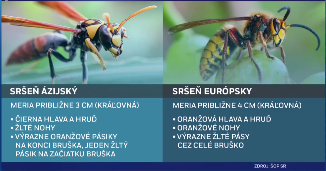 Porovnanie srÃ…Â¡Ã…Âˆa ÃƒÂ¡zijskÃƒÂ©ho a srÃ…Â¡Ã…Âˆa eurÃƒÂ³pskeho.