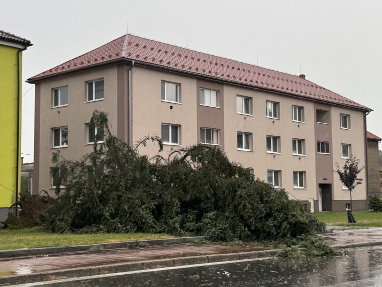 spadnutý strom