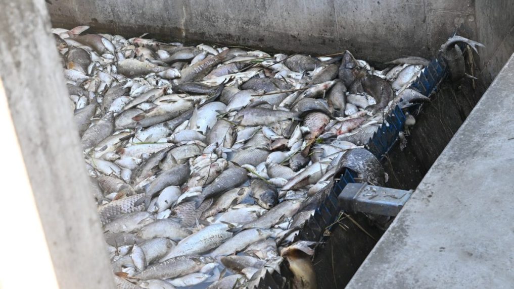 Horúčavy a premnožené sinice spôsobili v Česku masívny úhyn rýb, rybári ich vylovili už tony