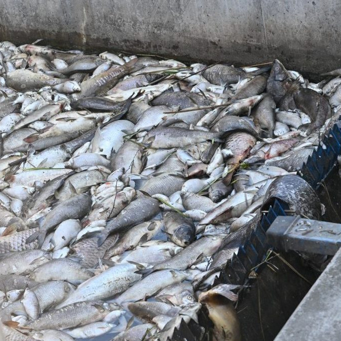 Horúčavy a premnožené sinice spôsobili v Česku masívny úhyn rýb, rybári ich vylovili už tony