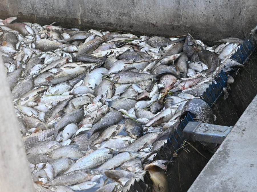 Horúčavy a premnožené sinice spôsobili v Česku masívny úhyn rýb, rybári ich vylovili už tony