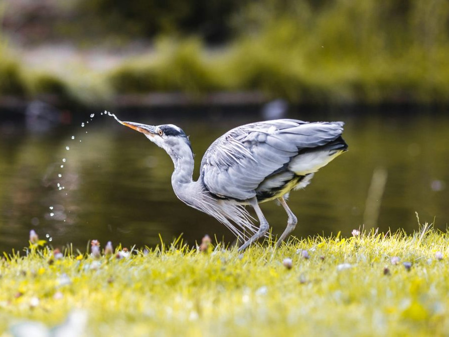 Dehydrované a zmätené: V horúčavách trpia aj voľne žijúce zvieratá, v záchranných strediskách ich je stále viac