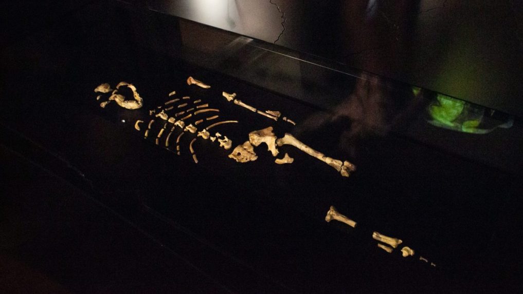 Na snímke originály kostrových pozostatkov australopiteka Lucy.