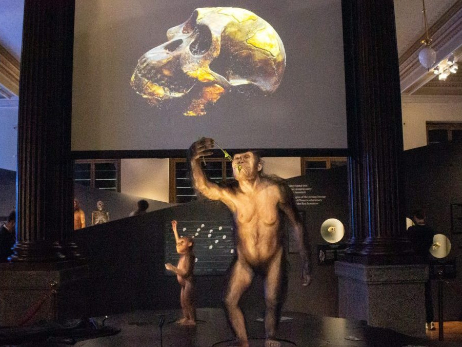 Na snímke expozícia fosílií 3,2 milióna rokov starých predkov človeka.