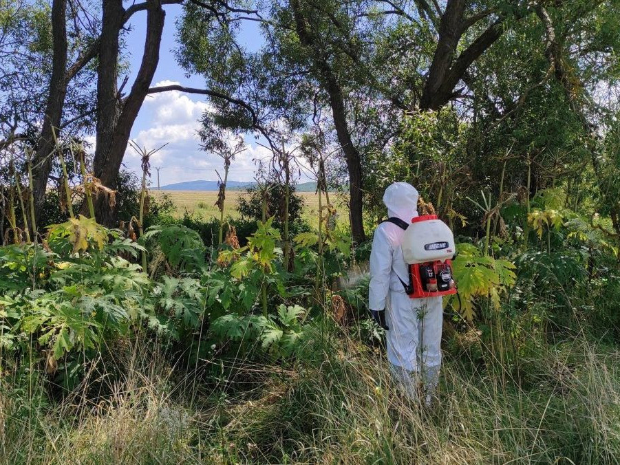 Na snímke človek chemickým prostriedkom zasahuje proti rastlinám bolševníka obrovského.