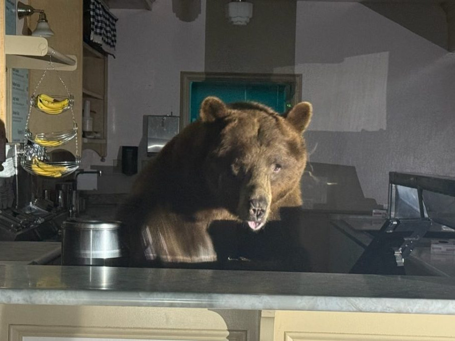 V zmrzlinárni v Kalifornii si za pultom na jahodovej zmrzline pochutnával nečakaný návštevník