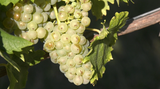 Strapec hrozna.