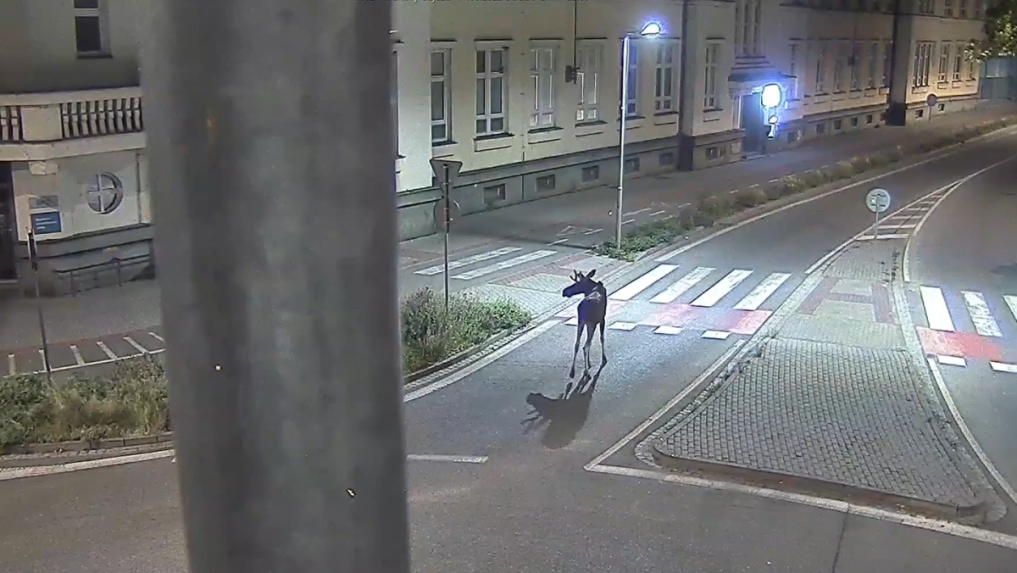 Losa Emila zachytili kamery v uliciach českého mesta Břeclav.