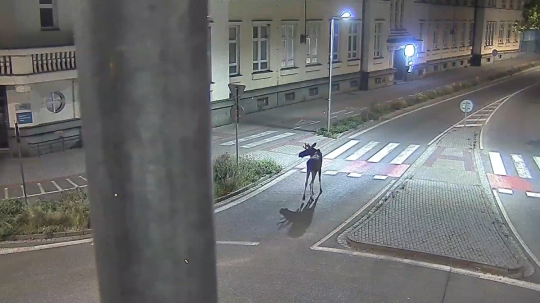 Losa Emila zachytili kamery v uliciach českého mesta Břeclav.