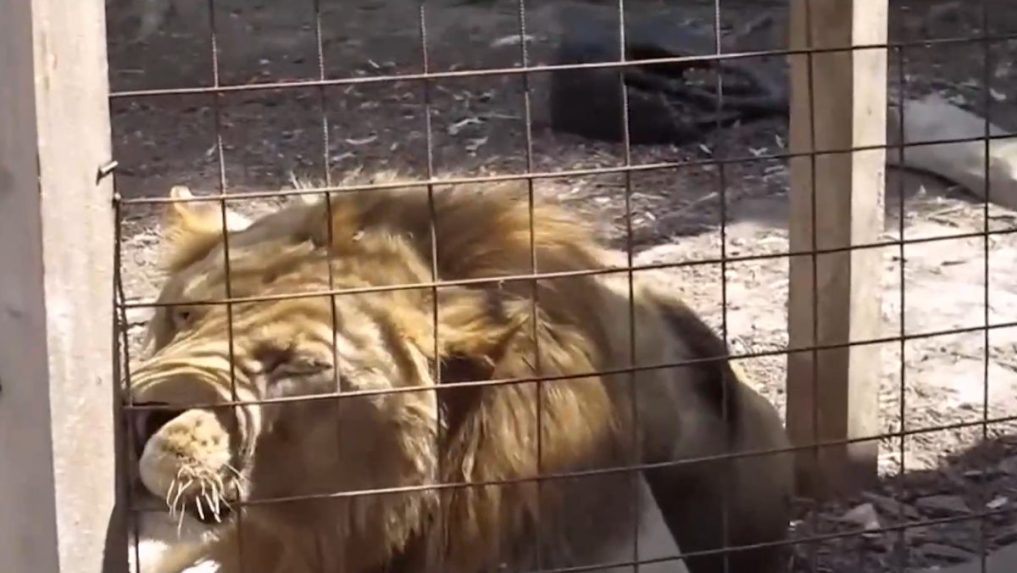 Na snímke lev z českej zoo.