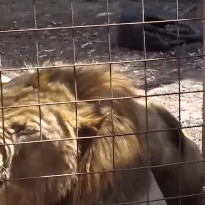 Na snímke lev z českej zoo.