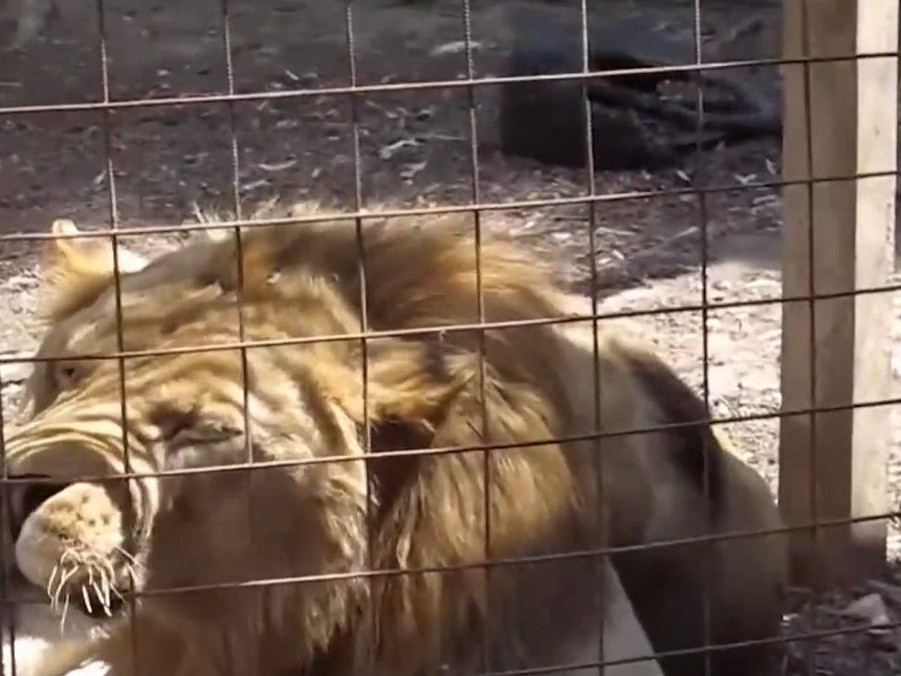 Na snímke lev z českej zoo.