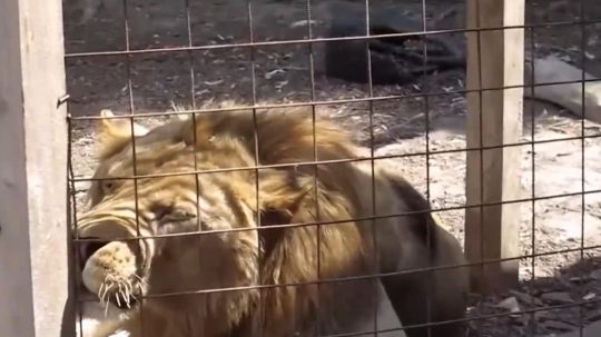 Na snímke lev z českej zoo.