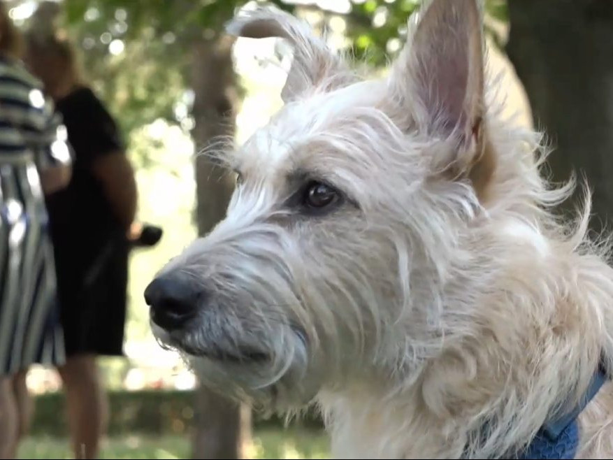 Unikátna operácia mu zachránila život: Psovi na východnom Slovensku transplantovali chýbajúcu priedušnicu