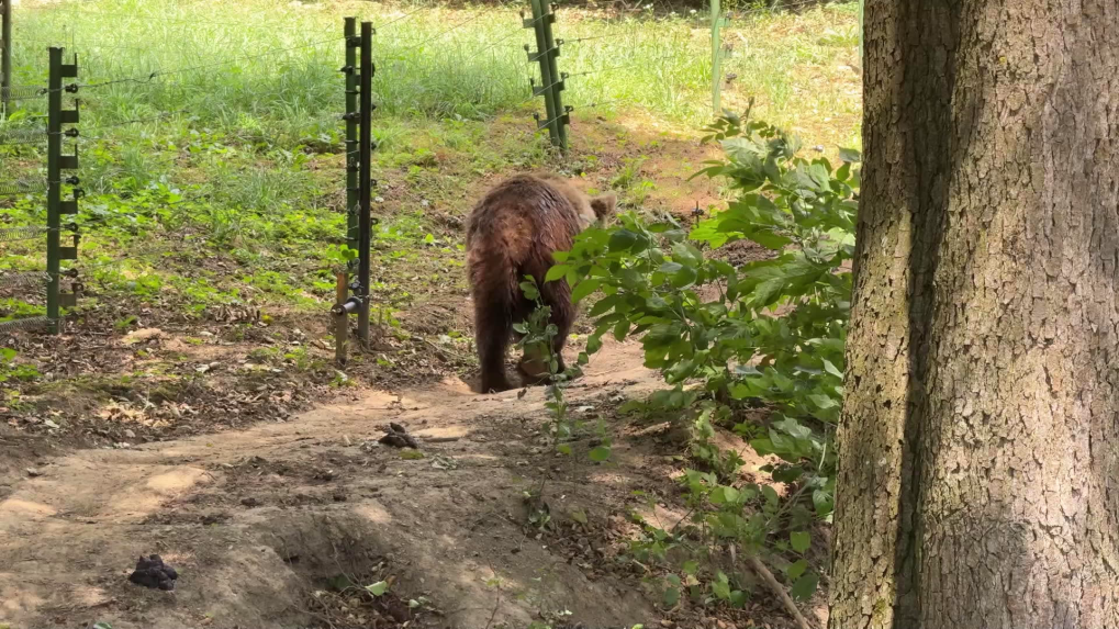 Na snímke je medveď.