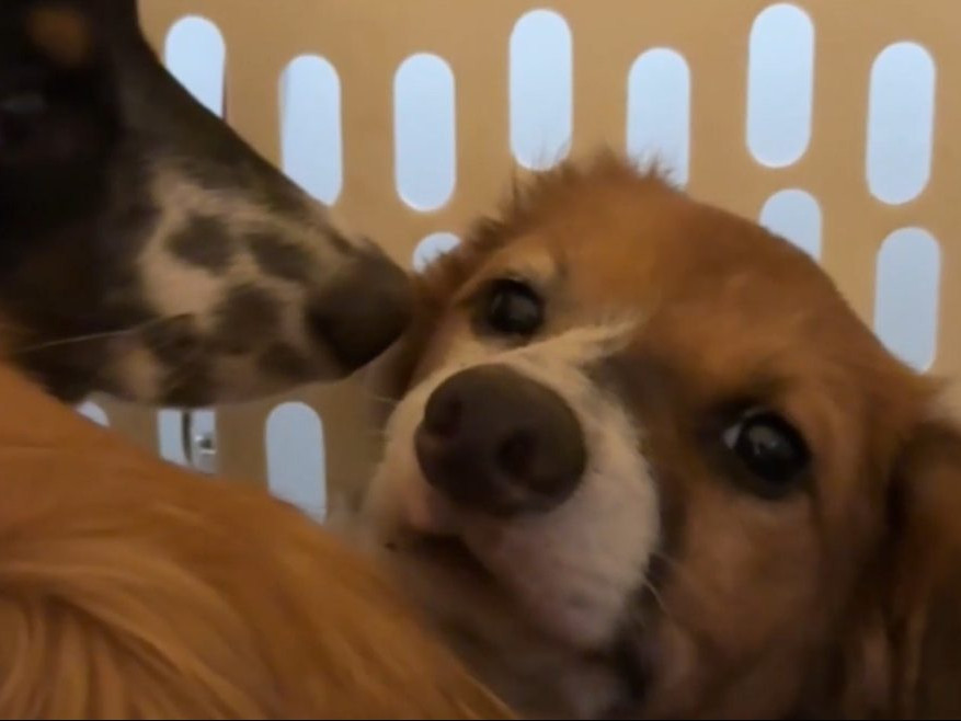 Na snímke psy, ktoré našli policajti.