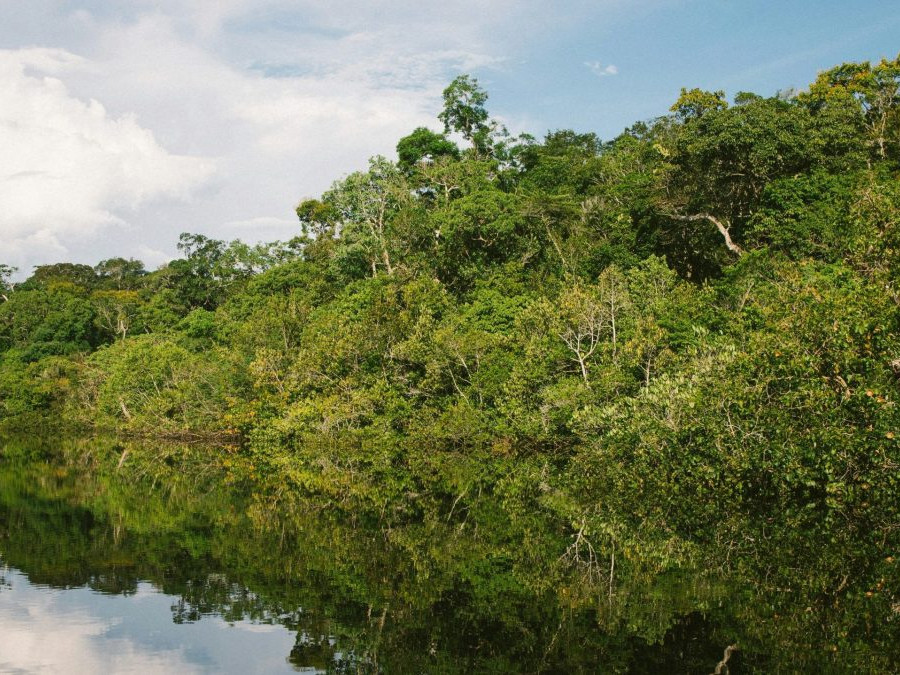 amazonský prales v Brazílii